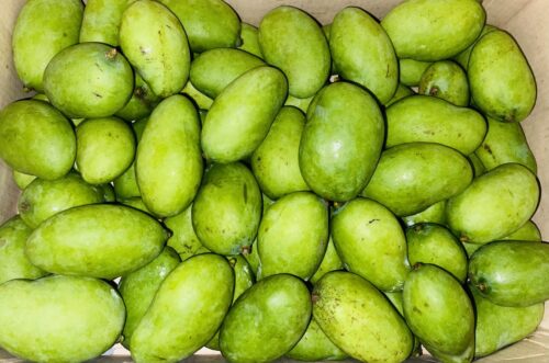 Green Sour Mango - 1kg