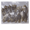 Dried Fish – Sapsap – 100g